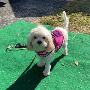 Meet your Posher, Daniela